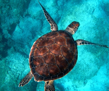 Muscat: Wycieczka snorkelingowa na wyspy Daymaniyat
