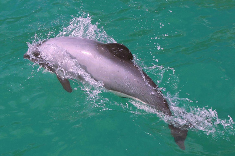 From Christchurch: Akaroa Private Day Trip & Nature Cruise