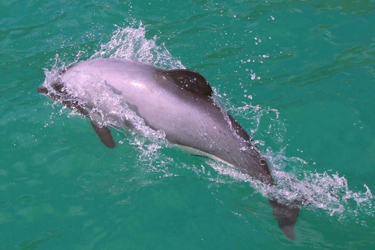 From Christchurch: Akaroa Private Day Trip & Nature Cruise