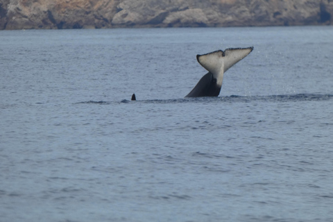 Delfinbeobachtung im Arrábida Naturpark