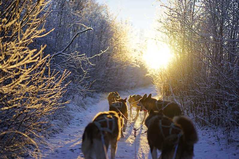 Dog sled tour - 2.5 hour experience
