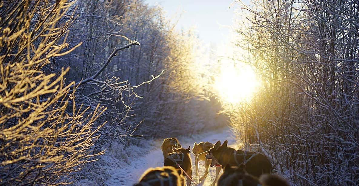 Trineo tirado por perros en la nieve