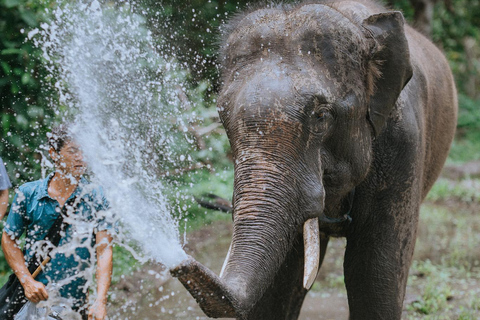 4 in 1 :Tour 2 days in Chiang Mai,Bamboo Rafting,Sleep,Elephants,Waterfalls