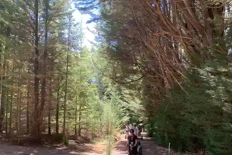 Launceston : visite en Segway de la forêt de Hollybank avec photos