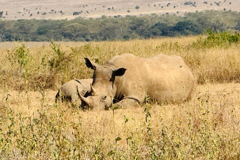 Nairobi Park Safari, Sheldrick's Orphanage & Giraffe Center Shared Drive in Open-Roof Van Game Drive