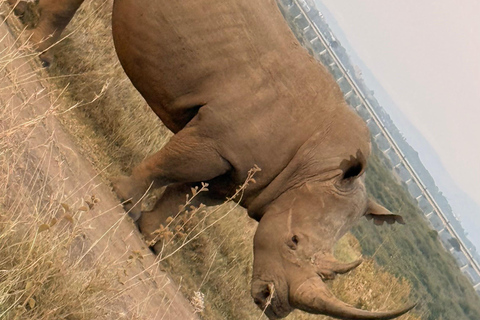 Golden Hour Safari: Afternoon Game Drive in Nairobi park National Park, Elephant Orphanage & Giraffe Private- Van