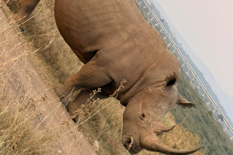 Golden Hour Safari: Afternoon Game Drive in Nairobi park National Park, Elephant Orphanage & Giraffe Private- Van