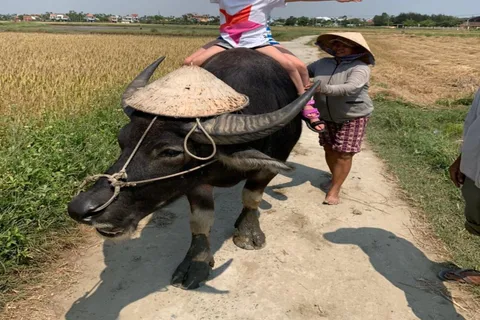 Hoi An: Bike Tour with Buffalo Riding & Lantern-Making Class