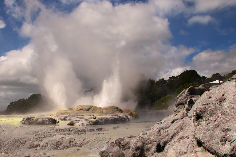 Rotorua: Glowworm Cave, Redwoods Forest & Te Puia Tour