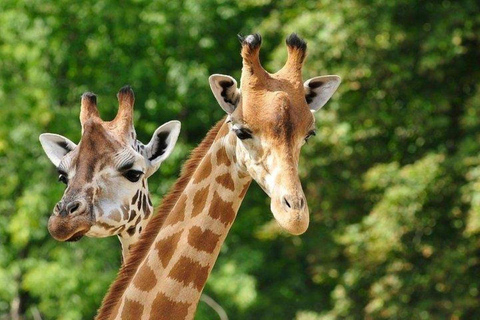 Nairobi:Day tour to Giraffe Center and Karen Blixen Museum