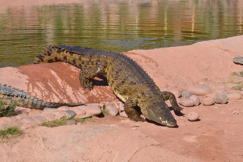 Agadir: Goats on Trees & Crocoparc Tour Goats on Trees & Crocoparc – Entry Ticket Included