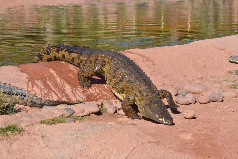 Agadir: Goats on Trees & Crocoparc Tour Goats on Trees & Crocoparc – Entry Ticket Included