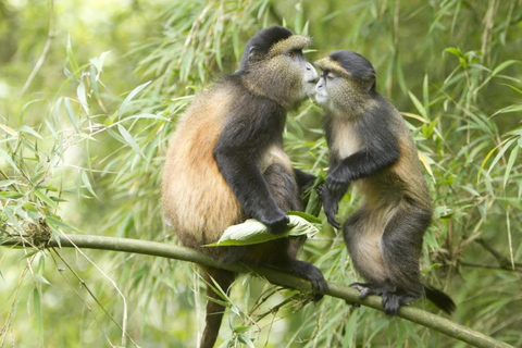 Caminata por el monte Rwenzori, senderismo con chimpancés y safari en gorrilla