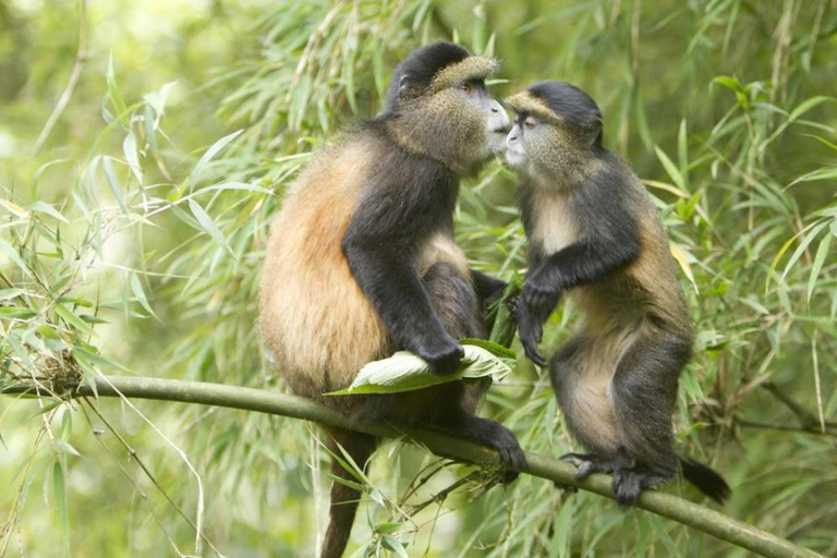 Caminhada no Monte Rwenzori, trekking com chimpanzés e passeio de carro com gorila