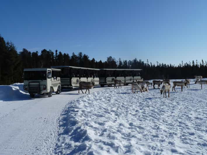 Zoo sauvage Saint-Félicien : Billet journalier hiver 2025-2026