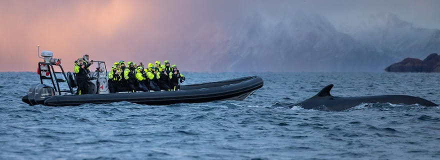 Depuis Alta : Observation des baleines en petit groupe à bord d'un semi-rigide
