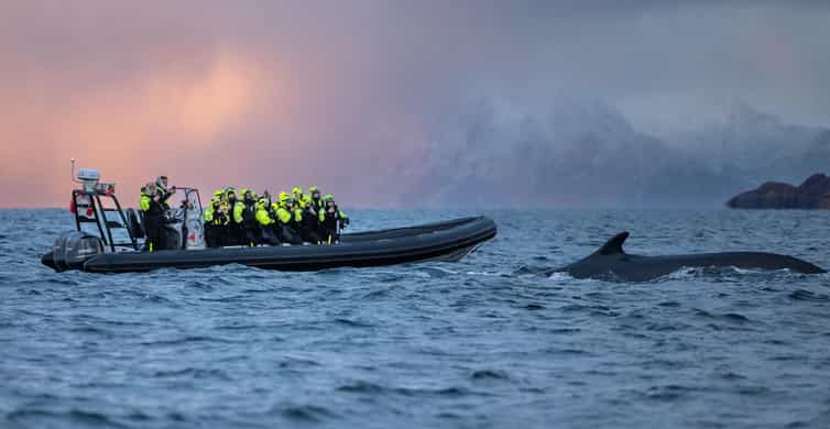 Baleines en bateau semi-rigide dans l'Altafjord