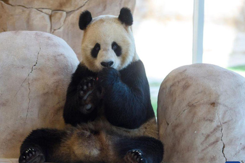 Al Khor: Panda House Visit with Transportation from Doha