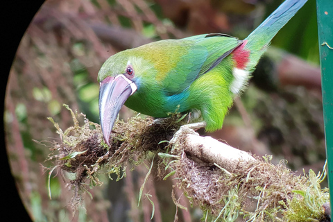 Cali: Birdwatching Tour with Breakfast and Guide
