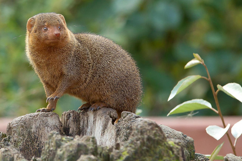 Safari de 3 dias pela vida selvagem de Mikumi e tour cultural saindo de Zanzibar