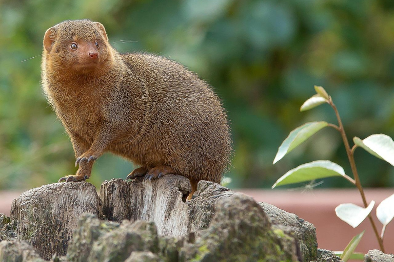 Safari de 3 dias pela vida selvagem de Mikumi e tour cultural saindo de Zanzibar