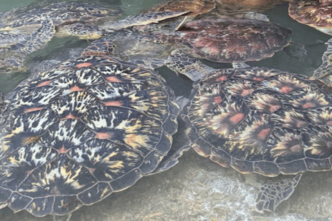 Zanzibar: Baraka Aquarium Voederen, zwemmen &amp; snorkelen met schildpadden