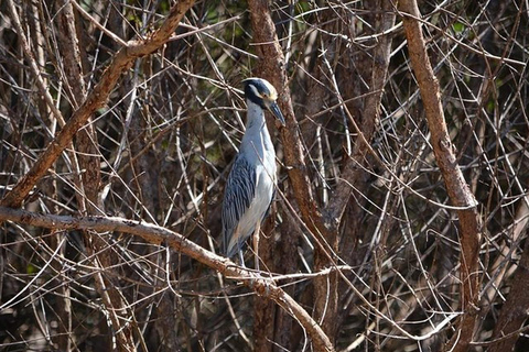 Puntarenas : excursion safari dans la faune et la rivièrePuntarenas : Excursion safari dans la nature et sur le fleuve