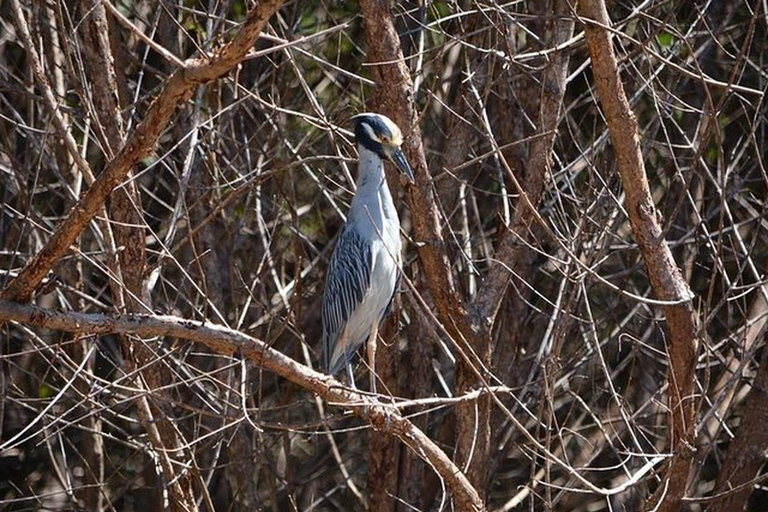 Puntarenas : excursion safari dans la faune et la rivièrePuntarenas : Excursion safari dans la nature et sur le fleuve