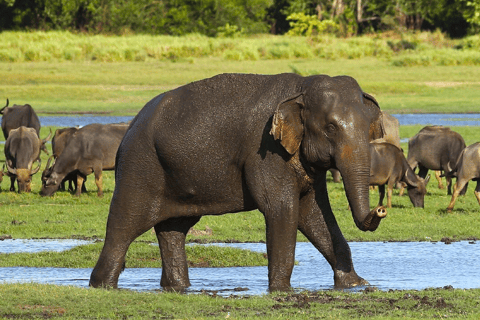 Budget Safari to Wilpaththu National Park from Anuradhapura Wilpattu Jungle Safari from Anuradhapura