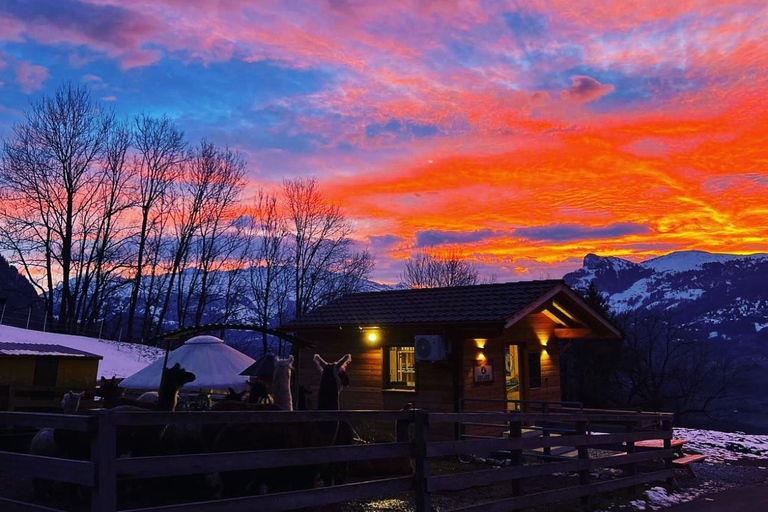 Triesenberg: Walking Tour with Llamas and Cheese Raclette