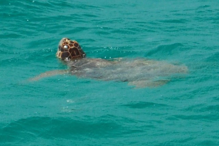 Key West: Passeio de catamarã para observação de tubarões e vida selvagem