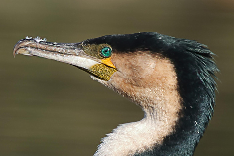 Cape Town Birds &amp; Gardens. Private Tour.Cape Town&#039;s Birds &amp; Gardens. Private Tour.