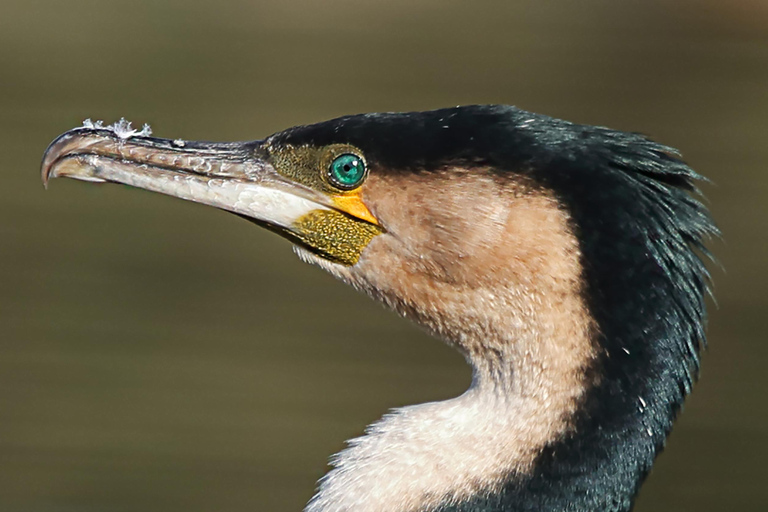 Oiseaux et jardins du Cap. Visite privée.Les fêtes et les fêtes de fin d&#039;année de Kapstadens. Guide suédois