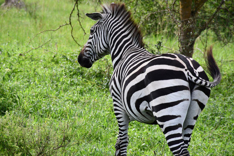 Uganda: Safari di 9 giorni alla ricerca dei primati e della fauna selvatica