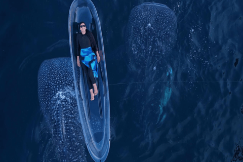 From Lombok Or Sumbawa Sharing 2D1N Whale Shark Snorkeling Starting from Sumbawa 2D1N Whale Shark with Snorkeling