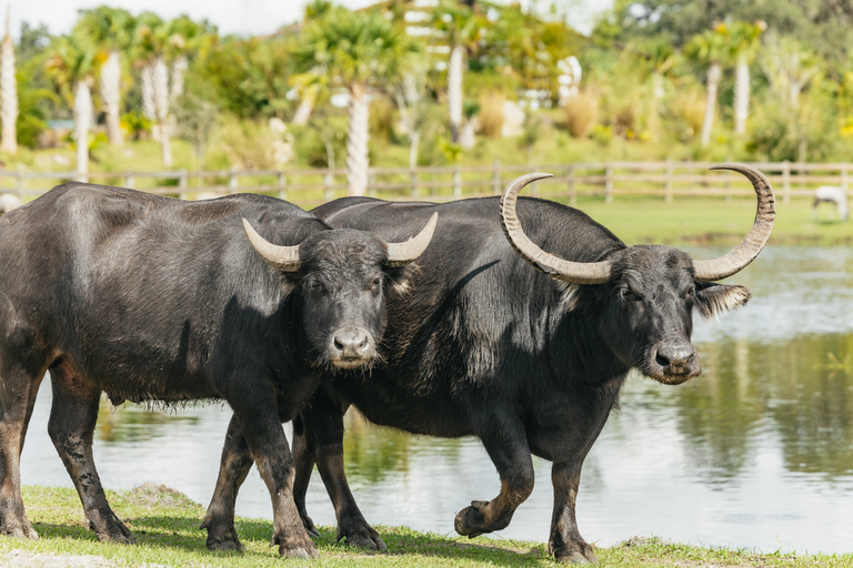 Orlando: drive-tru safaripark bij Wild Florida