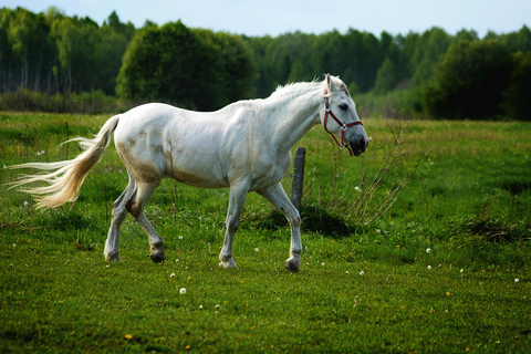 Kutaisi: Private Horseback Riding Tour with Hotel Pickup.⏱️ Transportation is included in this option .