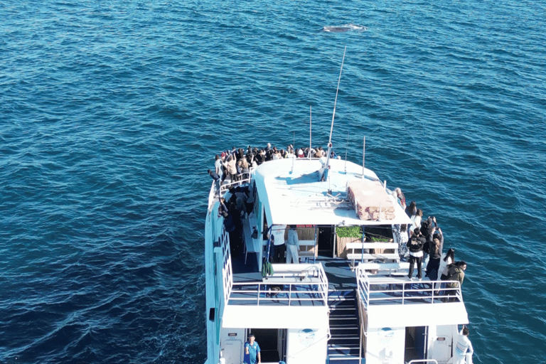 Broadwater Discovery Lunch Cruise z Spirit of Gold Coast