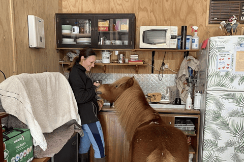Gold Coast: Horse Whispering Experience Private Group Session