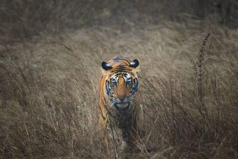 Z Jaipuru: Prywatna luksusowa 1-dniowa wycieczka do parku Ranthambore