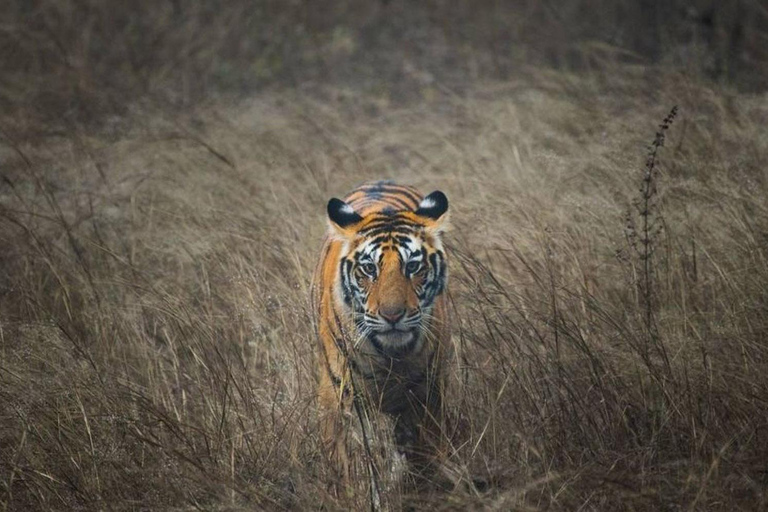 From Jaipur: Ranthambore Tiger Safari Sharing Gypsy & Canter Tour with Car and Guide