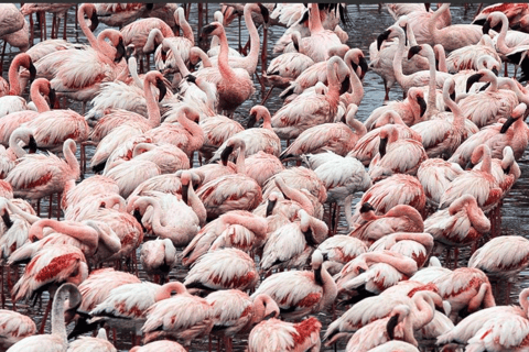 Arusha: 2-tägige Safari nach Arusha und zum Mkomazi-NationalparkArusha: 2-tägige Safari nach Arusha und in den Mkomazi-Nationalpark