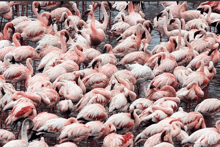 Arusha: 2-tägige Safari nach Arusha und zum Mkomazi-NationalparkArusha: 2-tägige Safari nach Arusha und in den Mkomazi-Nationalpark