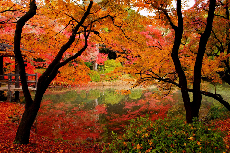 Kyoto: Tour privato di un giorno intero, personalizzabile, del Patrimonio dell&#039;UmanitàTour privato in inglese (Kyoto centrale)