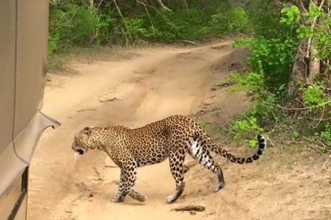 Parque Nacional de Yala: Viagem de 1 dia em um safári privado