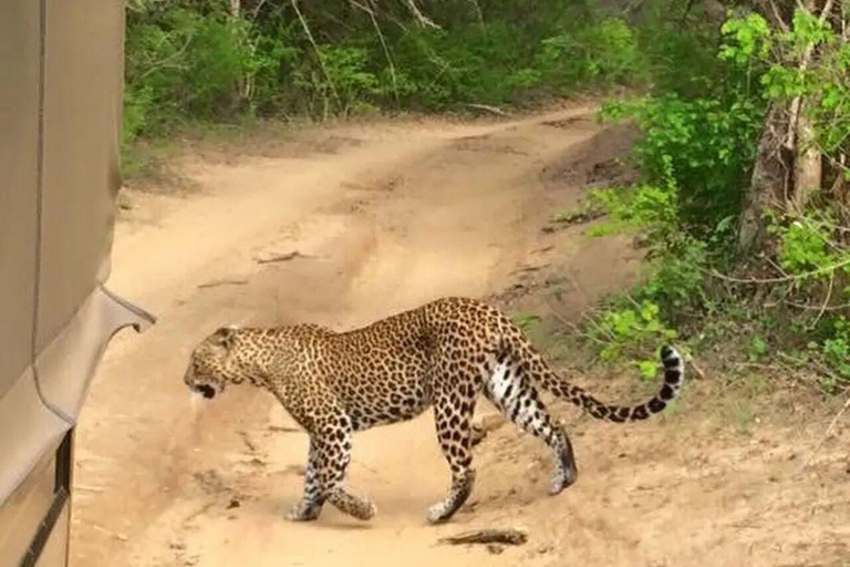 Parque Nacional de Yala: Excursión de un día a un safari privado