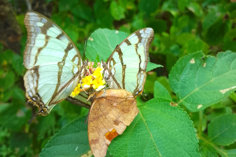 Victoria Falls: Guided Tour, Sunset Cruise, and Dinner