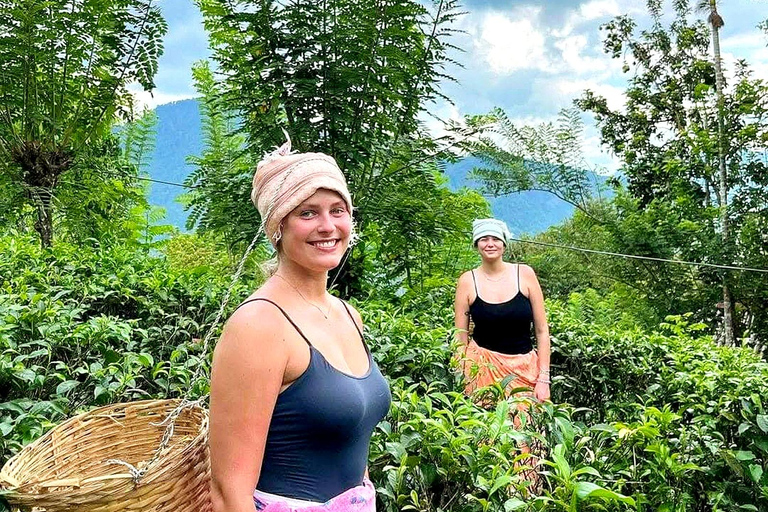 Trip from Kandy to Ambewela Railway Station via Nuwara Eliya Kandy to Nuwara Eliya and Ambewela Drop tour by car or van