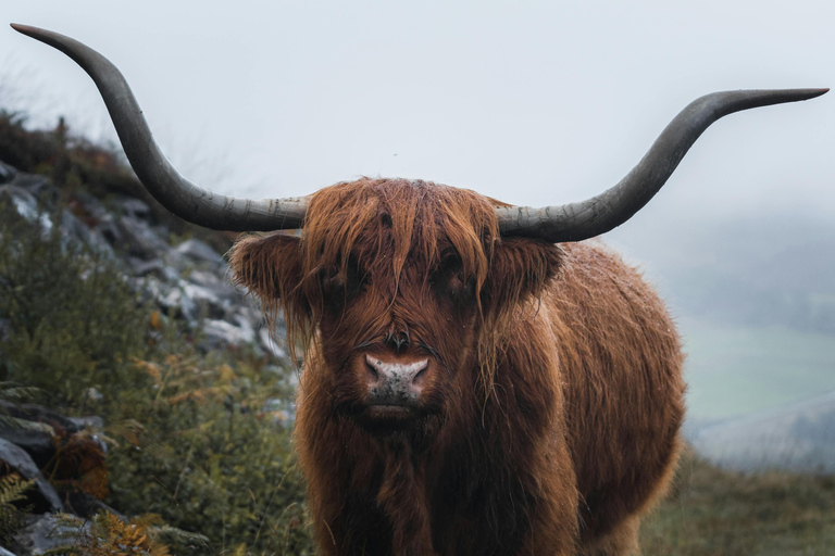 Excursion à Glasgow incluant le Loch Lomond et les Trossachs