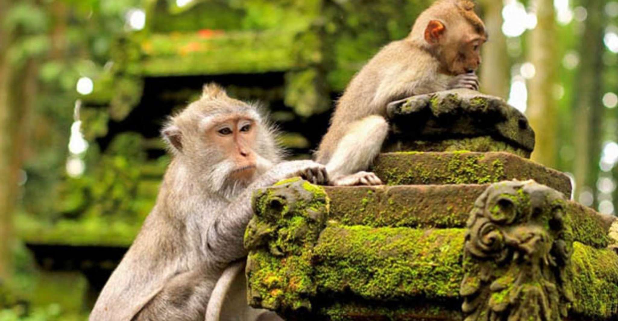 Visites d'une journée sur mesure Ubud-Fully - Hizvo